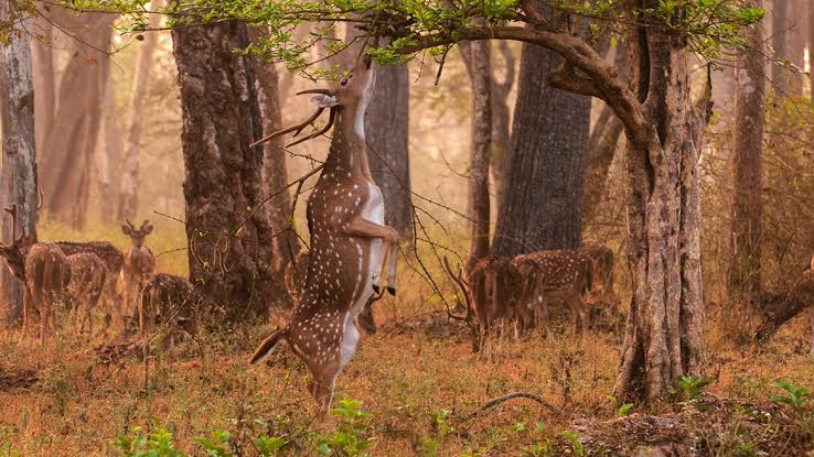 Panna National Park - Panna National Park, Madhya Pradesh, India