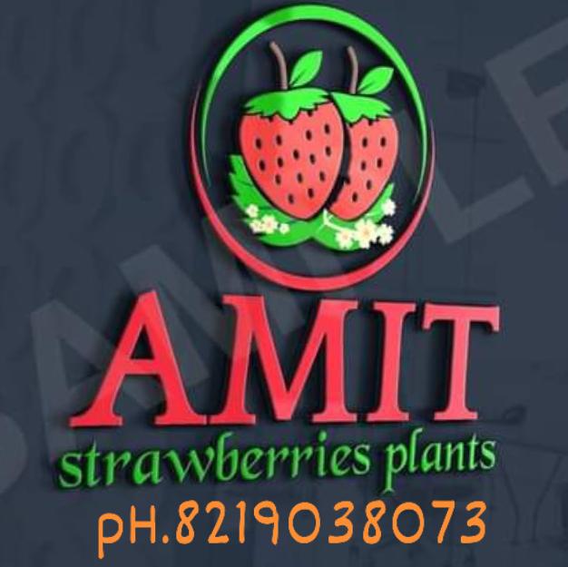 Amit strawberry plants - Amit strawberry plants Village, Plau p/o, Kathli Bharan, Rajgarh, Himachal Pradesh 173101, India