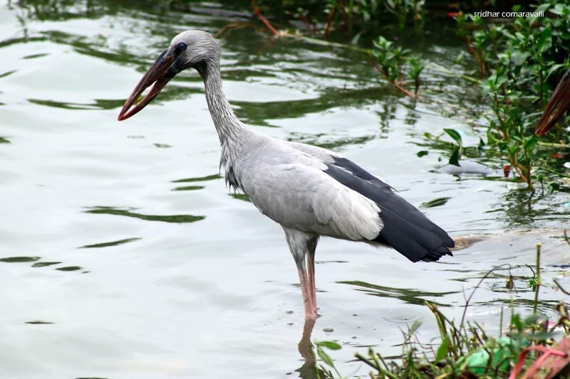 Doddakallasandra Lake - Doddakallasandra Lake Near 4th Cross, 100 Feet, Doclors Colony Main Rd, Naryananagar 3rd Block, Doddakallasandra, Konanakunte, Bengaluru, Karnataka 560062, India