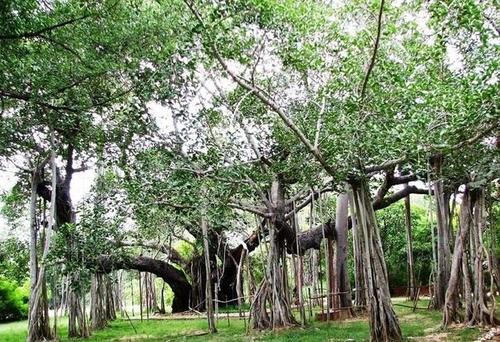 Adyar Banyan Tree - Adyar Banyan Tree, 2769+487, Schwarz Ave, Theosophical Society, Besant Nagar, Chennai, Tamil Nadu 600020, India