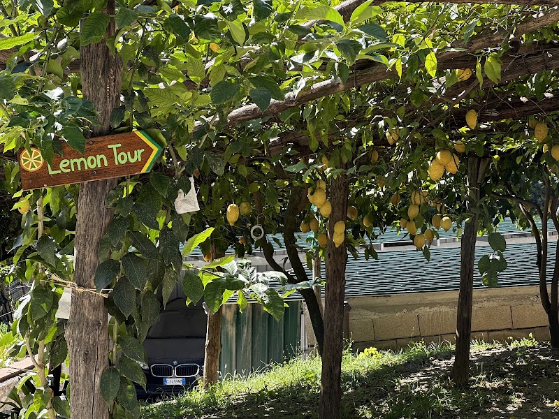 Amalfi Lemon Experience - Amalfi Lemon Experience, Via delle Cartiere, 59, 84011 Amalfi SA, Italy