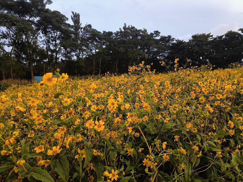 Fairly Dense Mixed Jungle - Fairly Dense Mixed Jungle 558, 22nd A Cross Rd, Vignana Kendra, Bengaluru, Karnataka 560065, India