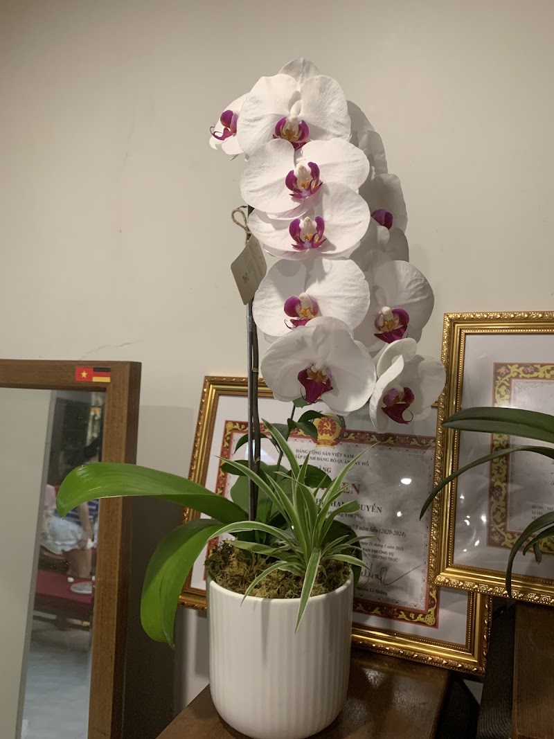 Lan Hồ Điệp Lan Hà Thành - Lan Hồ Điệp Lan Hà Thành, 29 Ng. 52 Đ. Tô Ngọc Vân, Tây Hồ, Hà Nội 100000, Vietnam