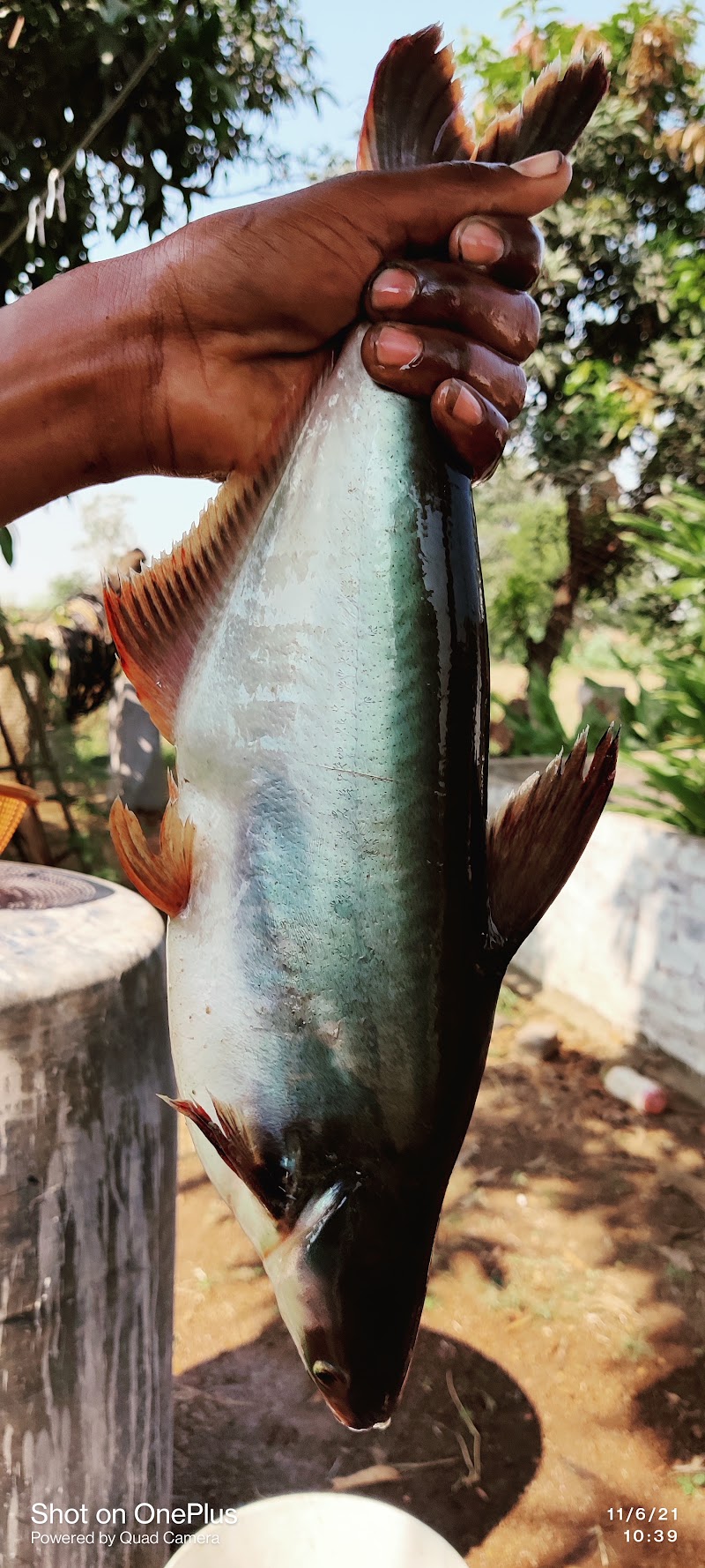 S & S Fish Farm - S & S Fish Farm Selud, Chhattisgarh 491107, India