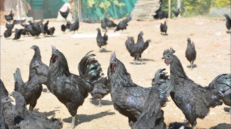 Kanker Kadaknath Farm - Kanker Kadaknath Farm, Nawagaon, Chhattisgarh 494334, India