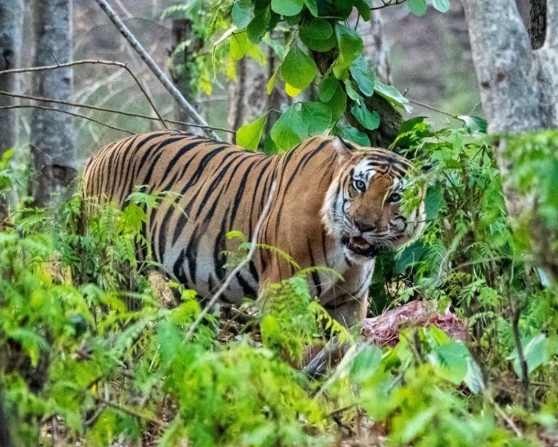 Nagarahole Tiger Reserve Forest - Nagarahole Tiger Reserve Forest, W5M3+2CV, Kakanakote Forest, Karnataka 571114, India