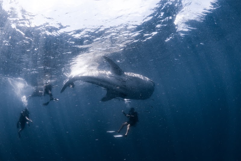Waterspeak Private Charters & Scuba Diving - Waterspeak Private Charters & Scuba Diving, 33/110, ตำบล บ่อผุด อำเภอเกาะสมุย สุราษฎร์ธานี 84320, Thailand