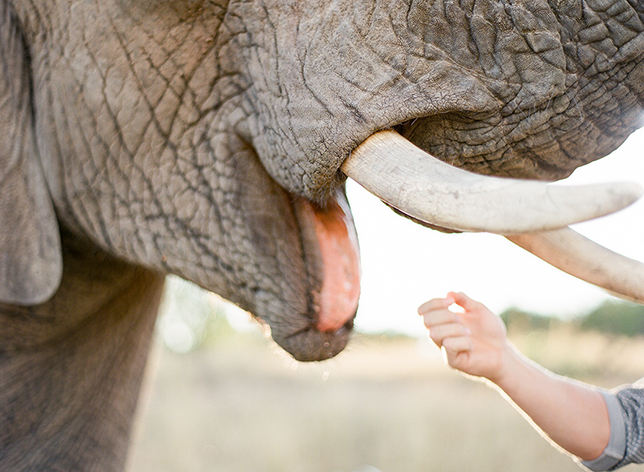 Adventures With Elephants🐘
