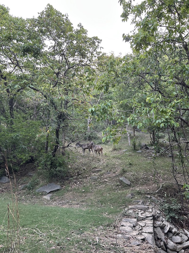 Kumbhalgarh Jungle - Kumbhalgarh Jungle Fort Road, Kumbhalgarh, Kelwara, Rajasthan 313325, India