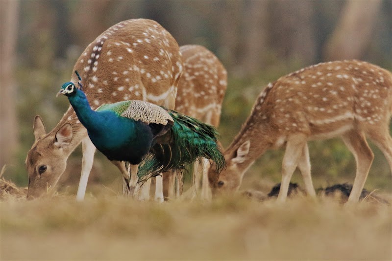 Green Park Chitwan - Green Park Chitwan, Tiger Point , Baghmara Chitwan National Park, HFRQ+2FC, रत्‍ननगर, बागमती प्रदेश 44200, Nepal