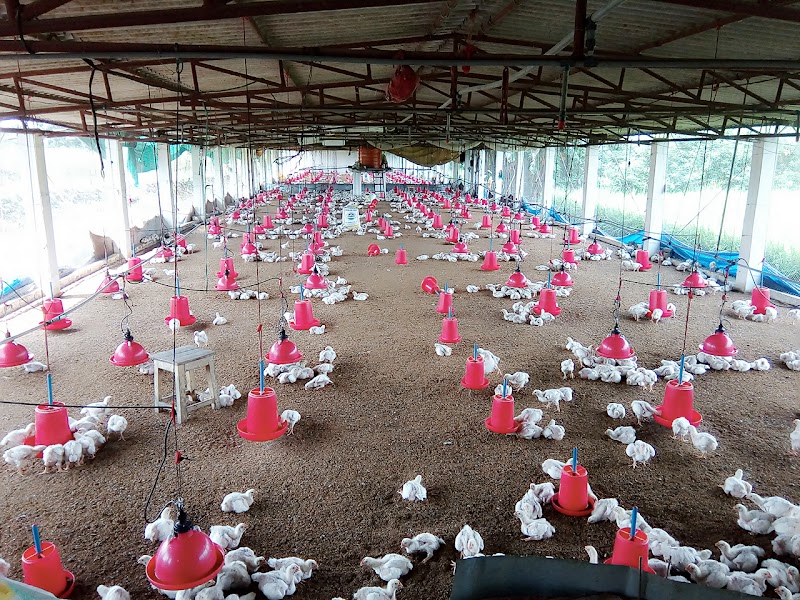 Sahu Poultry form House - Sahu Poultry form House, 3986+P99, Ghughsidih, Machandur, Chhattisgarh 491107, India