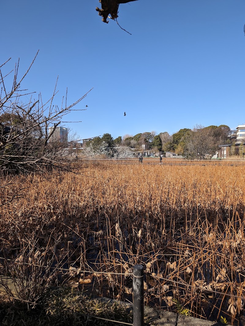 Shinobazuno Pond - Shinobazuno Pond Shinobazuno Pond, 2 Uenokoen, Taito City, Tokyo 110-0007, Japan