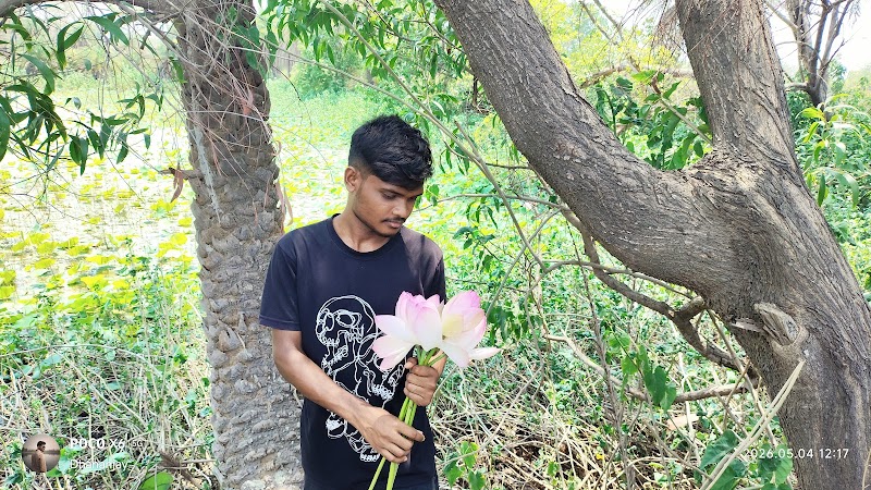 Lotus🪷 Pond - Lotus🪷 Pond 8XJC+8P, Tildega, Odisha 770015, India