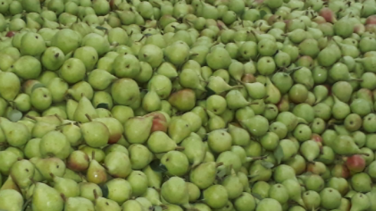 JAMWAL ORCHARDS - JAMWAL ORCHARDS, v.p.o seobagh tehsil and, Seobagh, Kais, Himachal Pradesh 175138, India