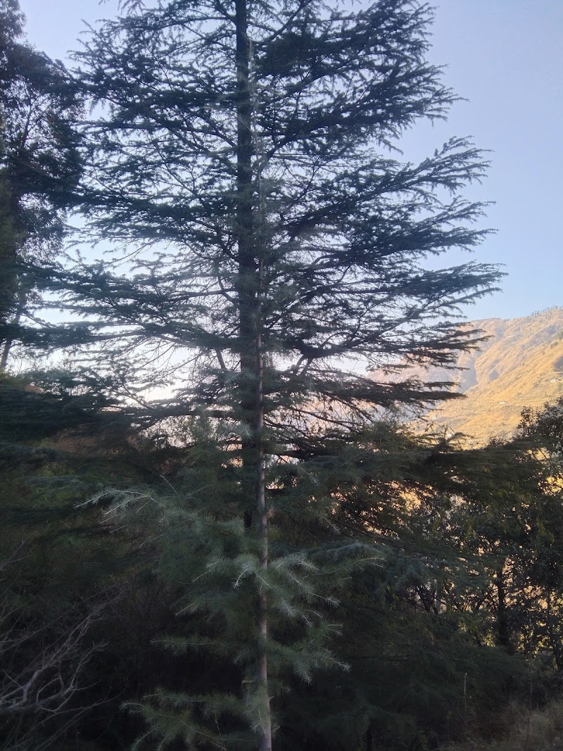 CHANDEL FOREST - CHANDEL FOREST 3C3Q+289, Darghot, Himachal Pradesh 171220, India