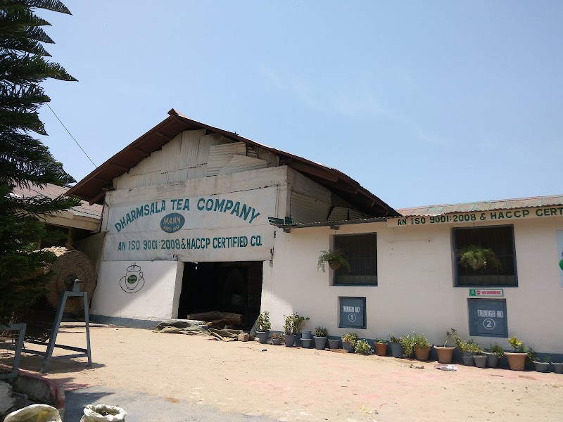 Tea Garden - Tea Garden, 6856+Q3W, Narghota Road, Dharamshala, Himachal Pradesh 176217, India