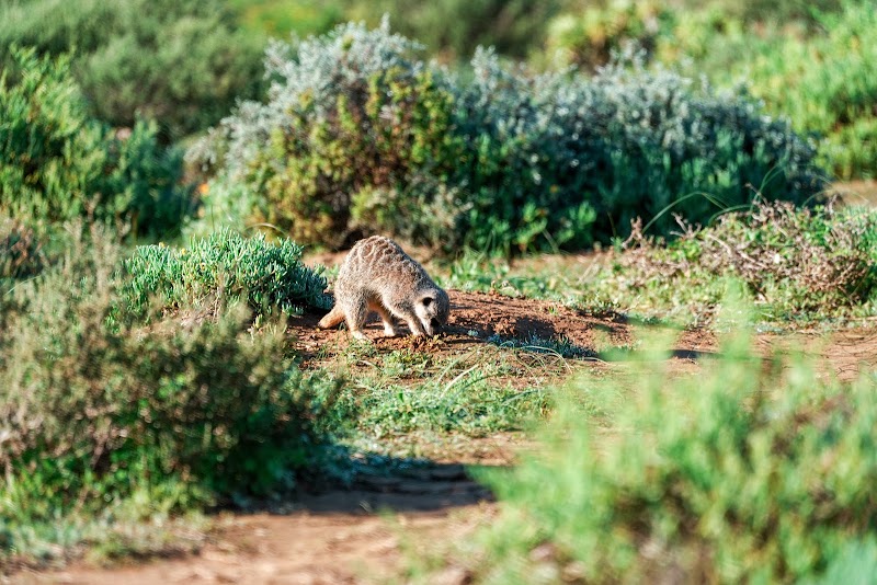 Meerkat Adventures - Meerkat Adventures, R62, Oudtshoorn, 6625, South Africa