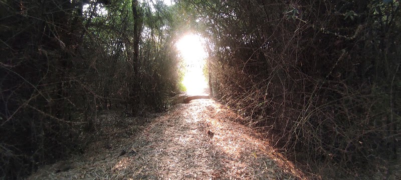Babasaheb Dr. B R Ambedkar forest Path - Babasaheb Dr. B R Ambedkar forest Path WGQ4+HQ, Mutharayana Nagar, Gnana Bharathi, Bengaluru, Karnataka 560056, India