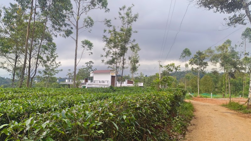 Munnar tea valley - Munnar tea valley, Muthuvankudy, Munnar, Kerala 685565, India