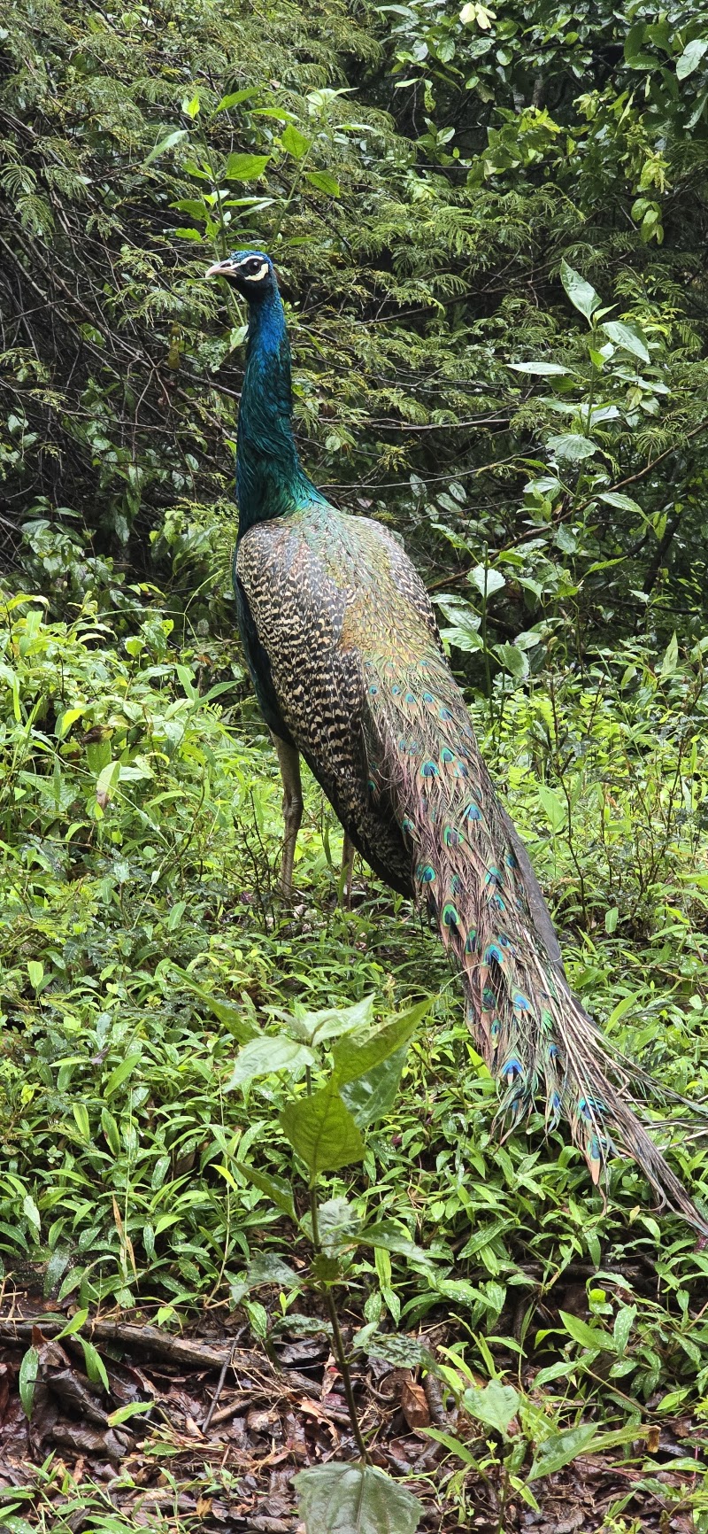 Dandeli wildlife safari - Dandeli wildlife safari, Kulgi, Karnataka 581363, India