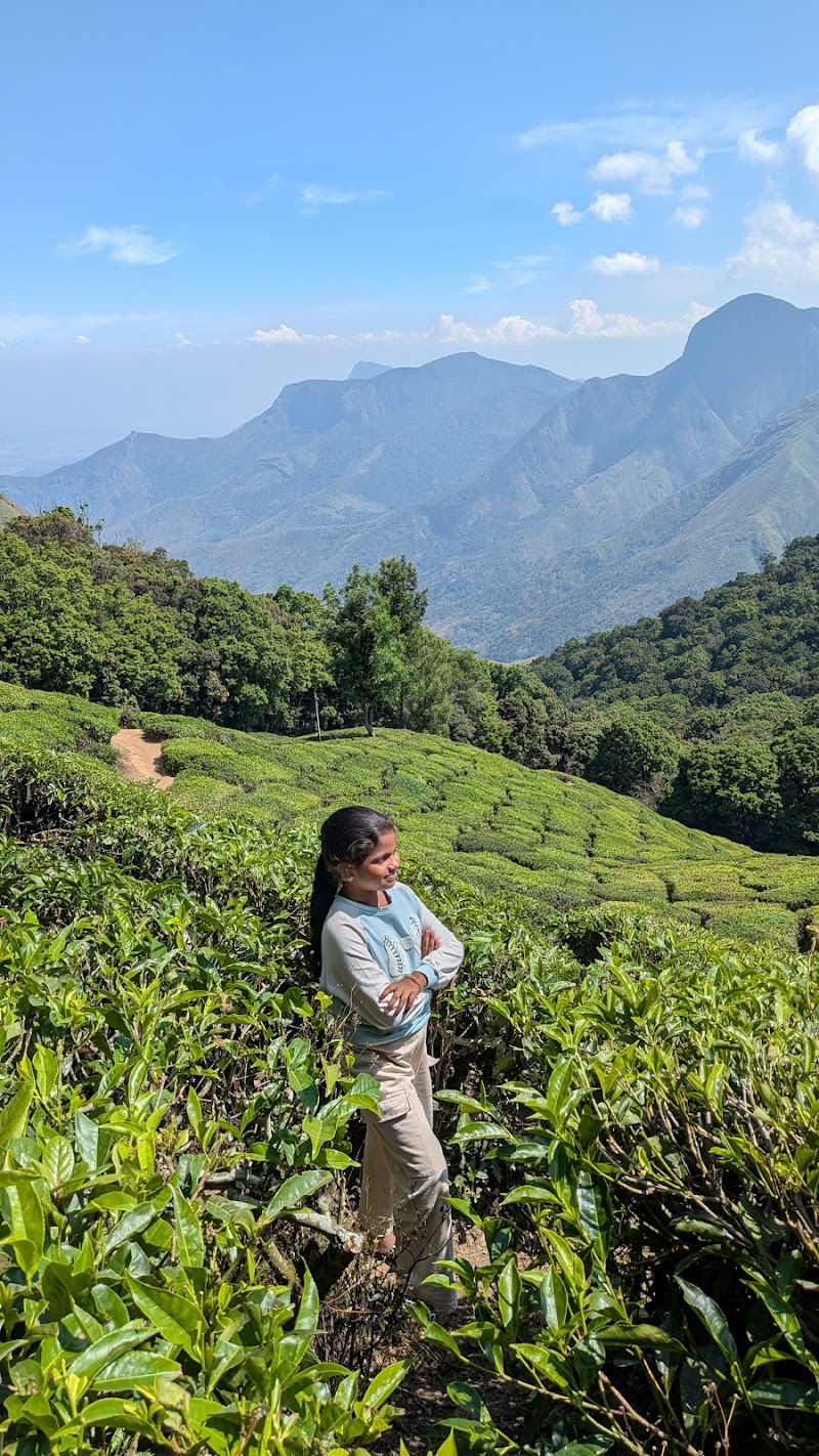 Tea garden view point - Tea garden view point, 46HP+9WJ, Munnar - Top Station Hwy, Bodi Hill North, Kannan Devan Hills, Tamil Nadu 625582, India