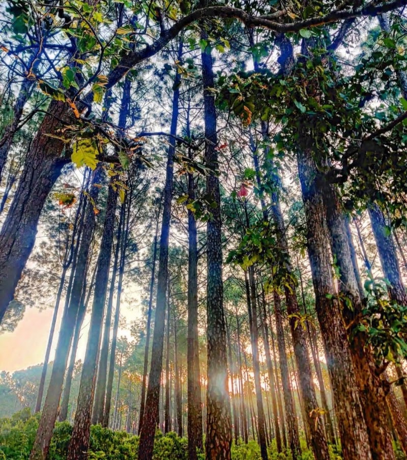 Netarhat Sunrise Point - Netarhat Sunrise Point Link Rd, near Hotel Prabhat Vihar, Netarhat, Jharkhand 822119, India