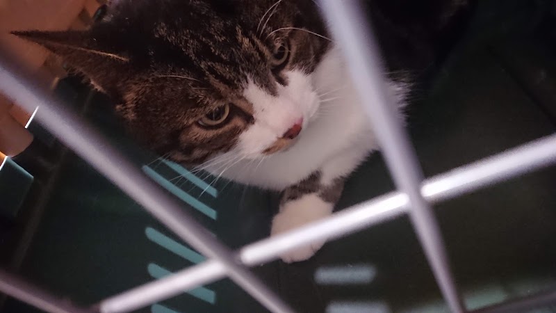 West End Vets - Tollcross - West End Vets - Tollcross 12 Bread St, Edinburgh EH3 9AF, UK