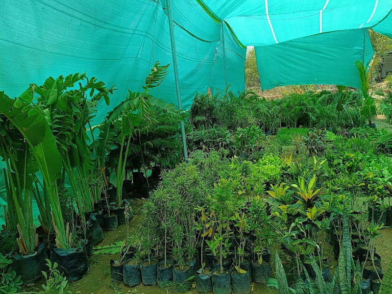 Lakecity Nursery - Lakecity Nursery JP4H+JC7, near New RTO, behind Swastik Heights, Hari Vihar Colony, Pahada, Raghunathpura, Udaipur, Rajasthan 313001, India