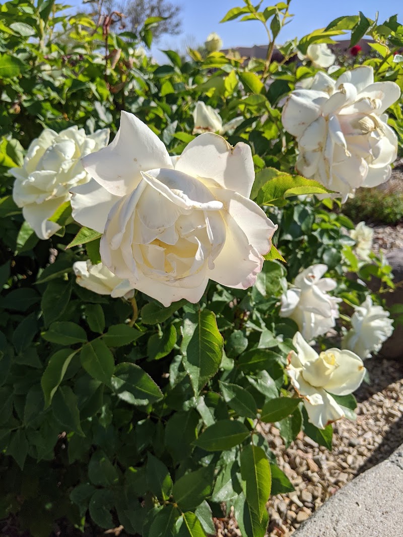 Las Cruces - Las Cruces Las Cruces, NM, USA