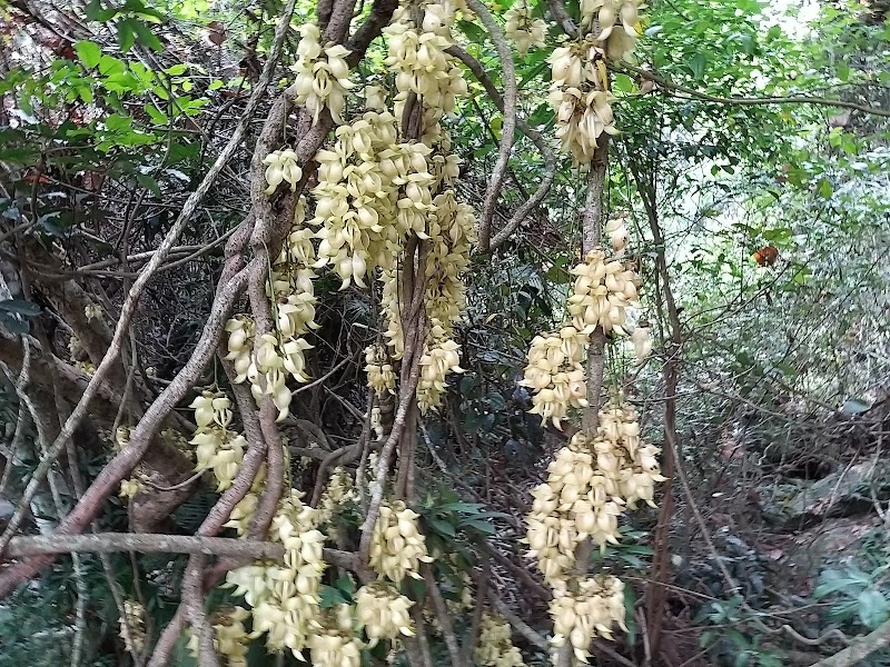 Bride's Pool Nature Trail - Bride's Pool Nature Trail, Bride's Pool Rd, Shuen Wan, New Territories, Hong Kong