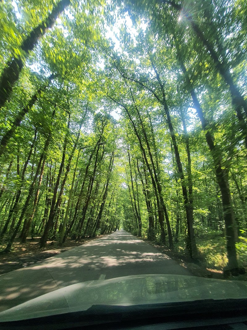 Gisoum Forest - Gisoum Forest, Gilan Province, Rasht, -talesh road,، M2CM+PQX, Iran