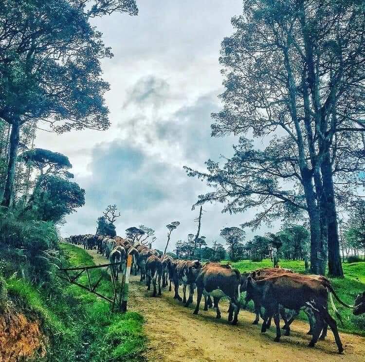 Ambewela - Ambewela, Sri Lanka