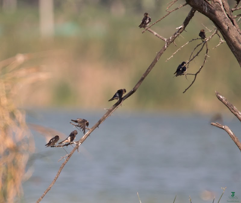 Hoskote Lake - Hoskote Lake, Amanidoddakere, Karnataka