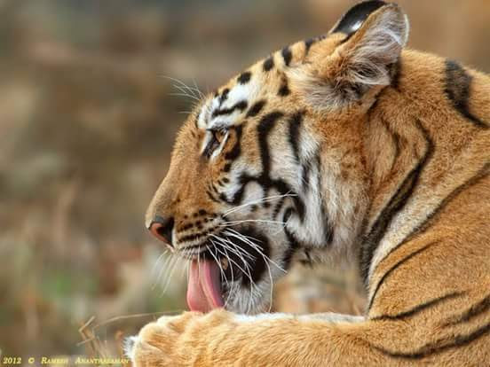 Online corbett jungle safari tour & travels - Online corbett jungle safari tour & travels Namah Rattan, Manu Maharani Rd, Dhikuli, Garjiya, Uttarakhand 244715, India