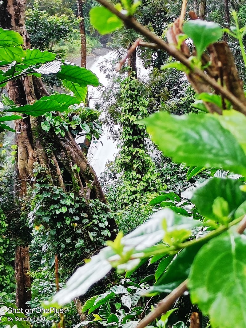 Chelavara Water falls trekking start point (ಚೆಲಾವರ ಜಲಪಾತ ವೀಕ್ಷಣಾ ಸ್ಥಳ) - Chelavara Water falls trekking start point (ಚೆಲಾವರ ಜಲಪಾತ ವೀಕ್ಷಣಾ ಸ್ಥಳ) 6M4F+V9C water Falls, Chelavara, Karnataka 571212, India