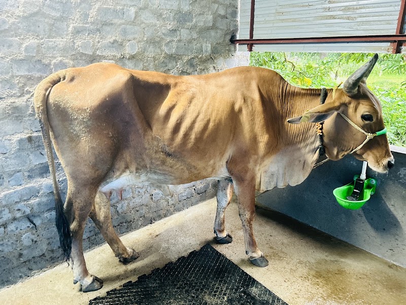 FarmtoHome Dairy - FarmtoHome Dairy, Kuthrel, Chhattisgarh 491221, India