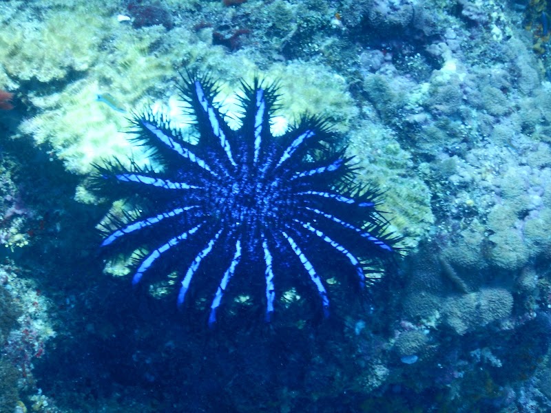 Koh​ Haa (Five Island)​ - Koh​ Haa (Five Island)​, CVHV+XXC Ko Haa (Five Island, Khao Thong, Mueang Krabi District, Krabi 81000, Thailand