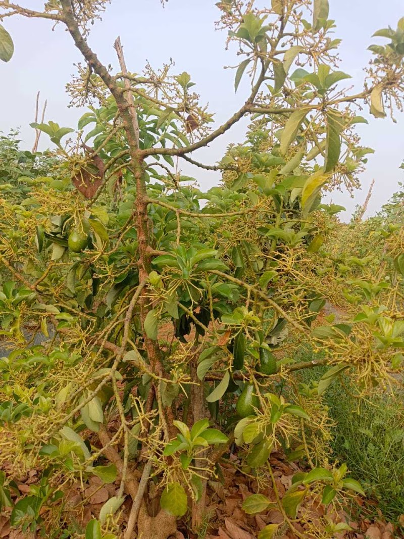 Roy Planters - Roy Planters, Kunthur, mole, uppara street, Kollegala, Kunthur, Karnataka 571442, India