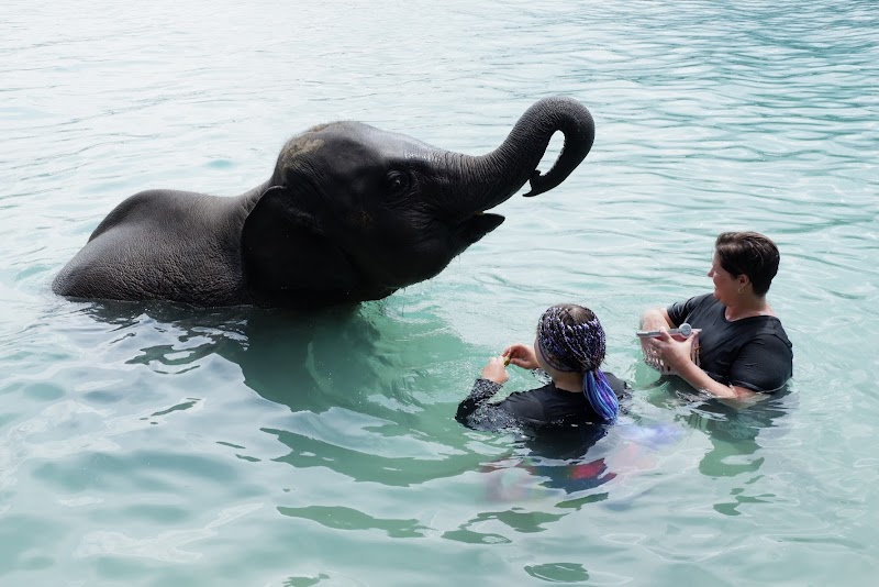 Phuket Best Tours - Phuket Best Tours 163 1 Koktanod Rd, Tambon Karon, Amphoe Mueang Phuket, Chang Wat Phuket 83100, Thailand