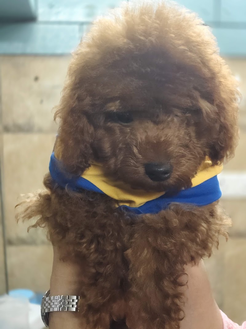 Pet Health Clinic - Dr. Padam Jain | Pet Clinic in Raipur | Veterinary Doctor in Raipur. - Pet Health Clinic - Dr. Padam Jain | Pet Clinic in Raipur | Veterinary Doctor in Raipur. Shop No. 7, Ashoka Tower, Shankar Nagar, Raipur, Chhattisgarh 492004, India