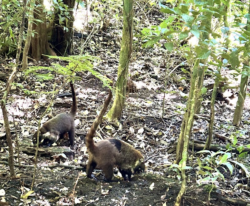 Reserva Curi Cancha - Reserva Curi Cancha, 300 m noroeste Fabrica de Quesos Monteverde, Provincia de Puntarenas, Monteverde, 60109, Costa Rica