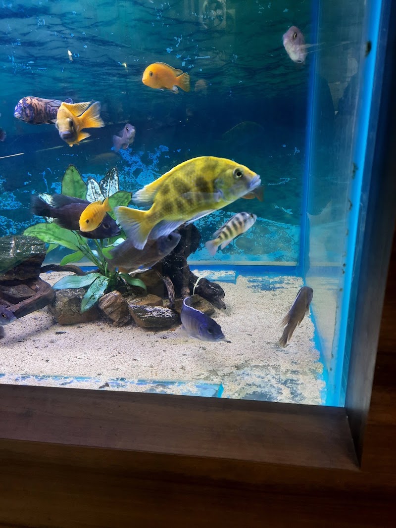 Fish Land - Fish Land, 184, Zonal Market, Sector 10, Bhilai, Chhattisgarh 490006, India
