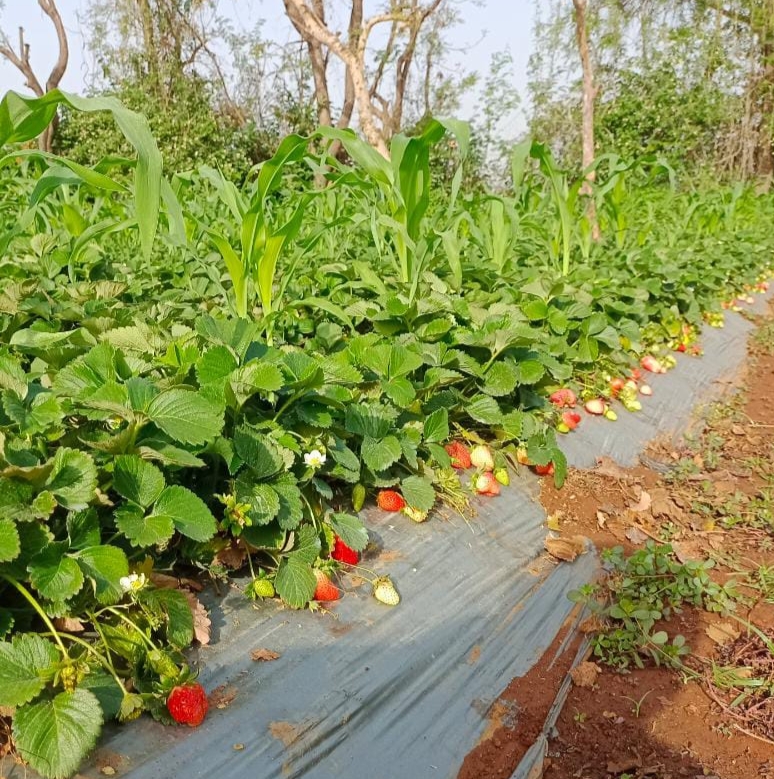 AKS STRAWBERRIES - AKS STRAWBERRIES Village Khaltoo Post Office Karganoo Village Khaltoo Post Office Karganoo, Tehsil, Rajgarh, Dhanach Shayaghat, Himachal Pradesh 173223, India