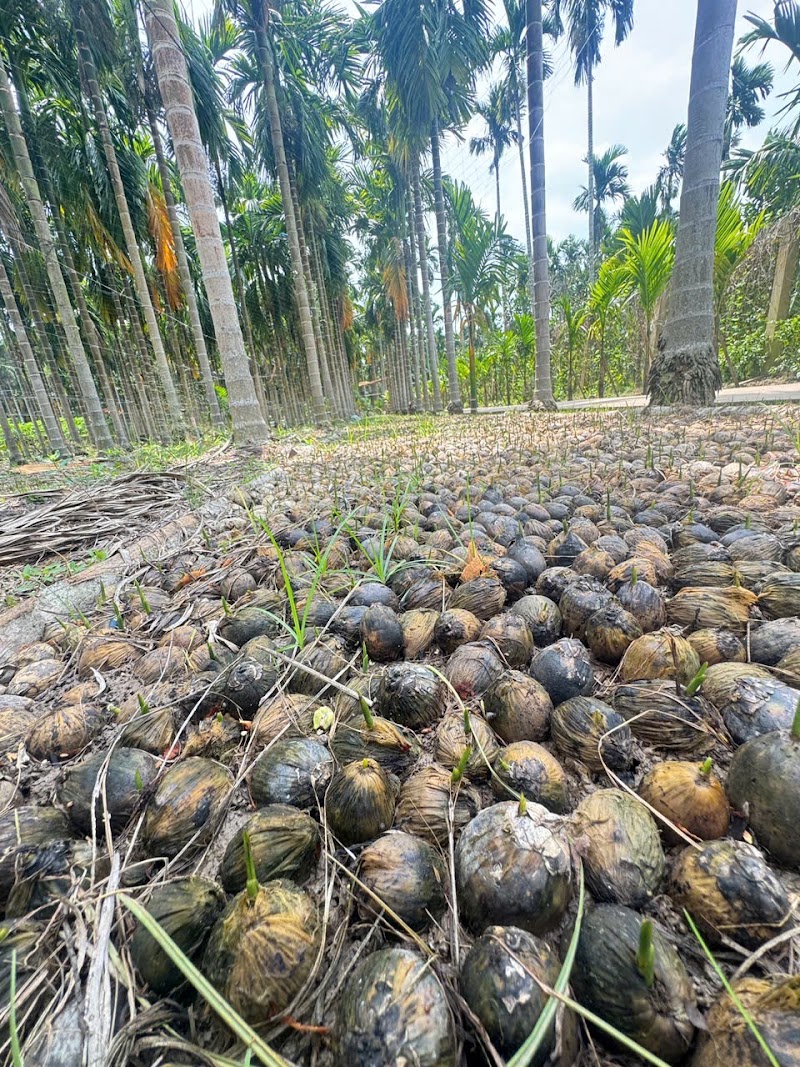 Cống ngăn mặn Âu Thuyền - Rạch Mọp - Cống ngăn mặn Âu Thuyền - Rạch Mọp, Nhon My, Can Tho 96000, Vietnam