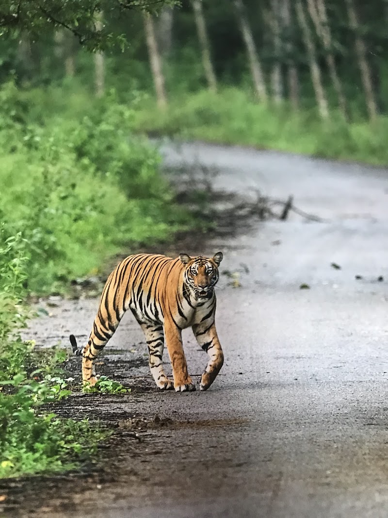 Kabini Reservoir - Kabini Reservoir, Sondipura, Karnataka 571116, India
