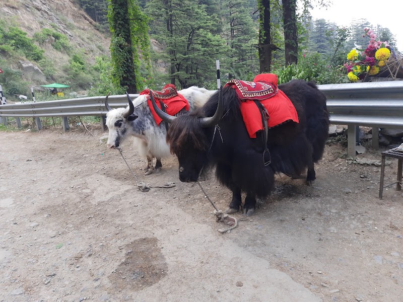Sunrise Homestay - Sunrise Homestay Tarapur, Mashobra, Himachal Pradesh 171007, India