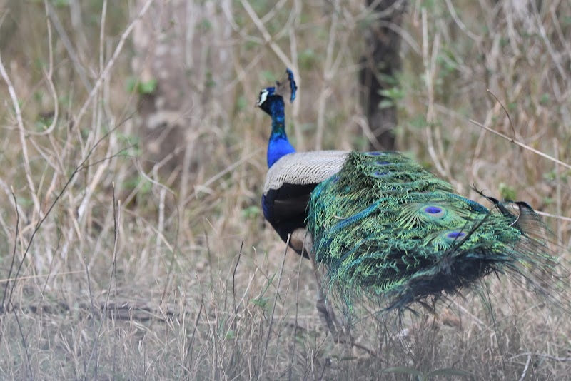 Kabini Forest - Kabini Forest, Kabini Safari centre, Dammanakatte, Karnataka 571114, India