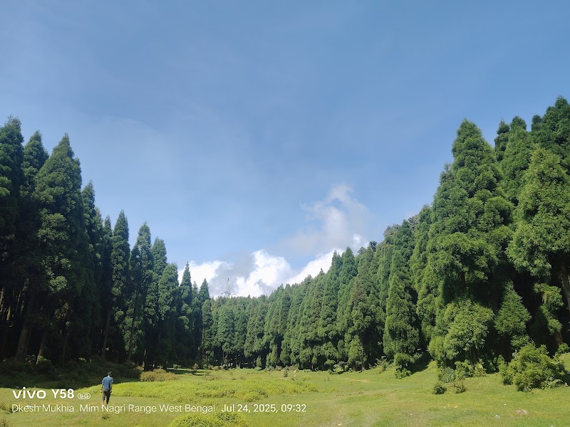 Majdhura pine forest