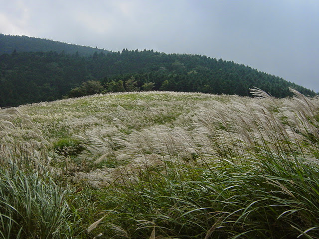 Sengokuhara - Sengokuhara Sengokuhara, Hakone, Ashigarashimo District, Kanagawa 250-0631, Japan