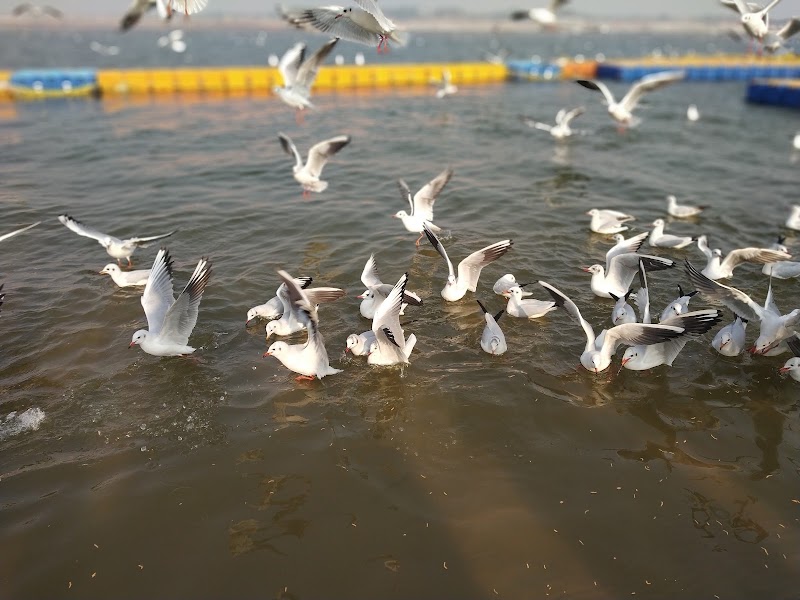 Triveni Sangam - Triveni Sangam Triveni Sangam, Naini, Prayagraj, Uttar Pradesh 211008